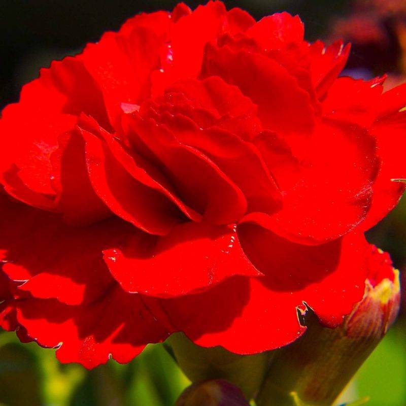 3 Oeillets 'Desmond' (Dianthus 'Desmond') - Lot de 3 vivaces - Pépinières Naudet - Imagen 1