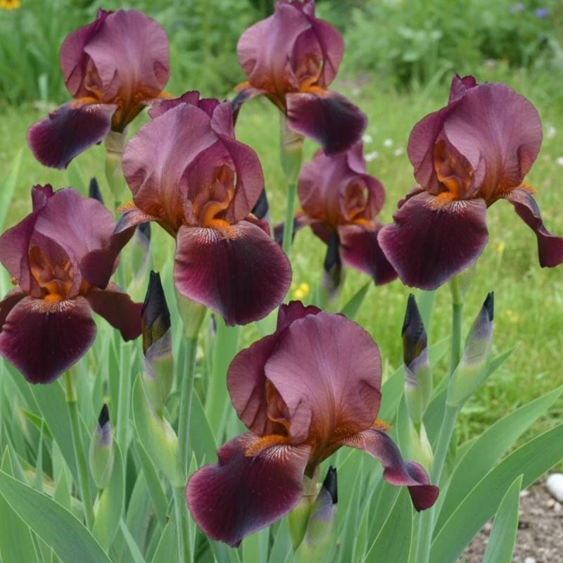 Iris des jardins Frontier Marshal à fleurs Rouge/ - feuillage Caduc - Godet - 5/20 cm - Imagen 1