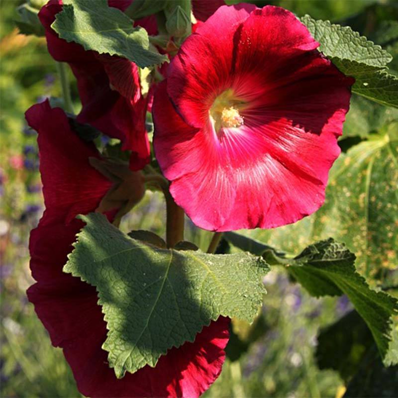 Promesse de Fleurs - Rose trémière - Alcea rosea Mars Magic Godet de 8/9 cm
