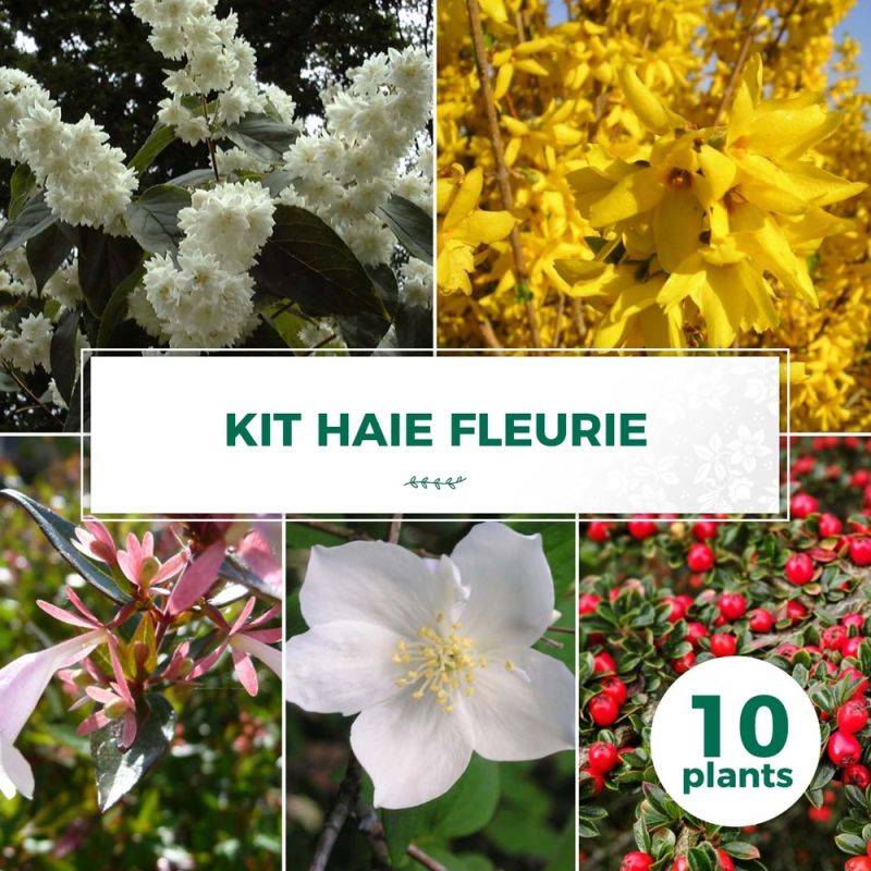 Haie Fleurie - 10 arbustes -  - Pépinières Naudet - Imagen 1