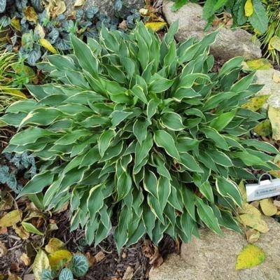 Hosta Little Devil Pot de 1,5L/2L