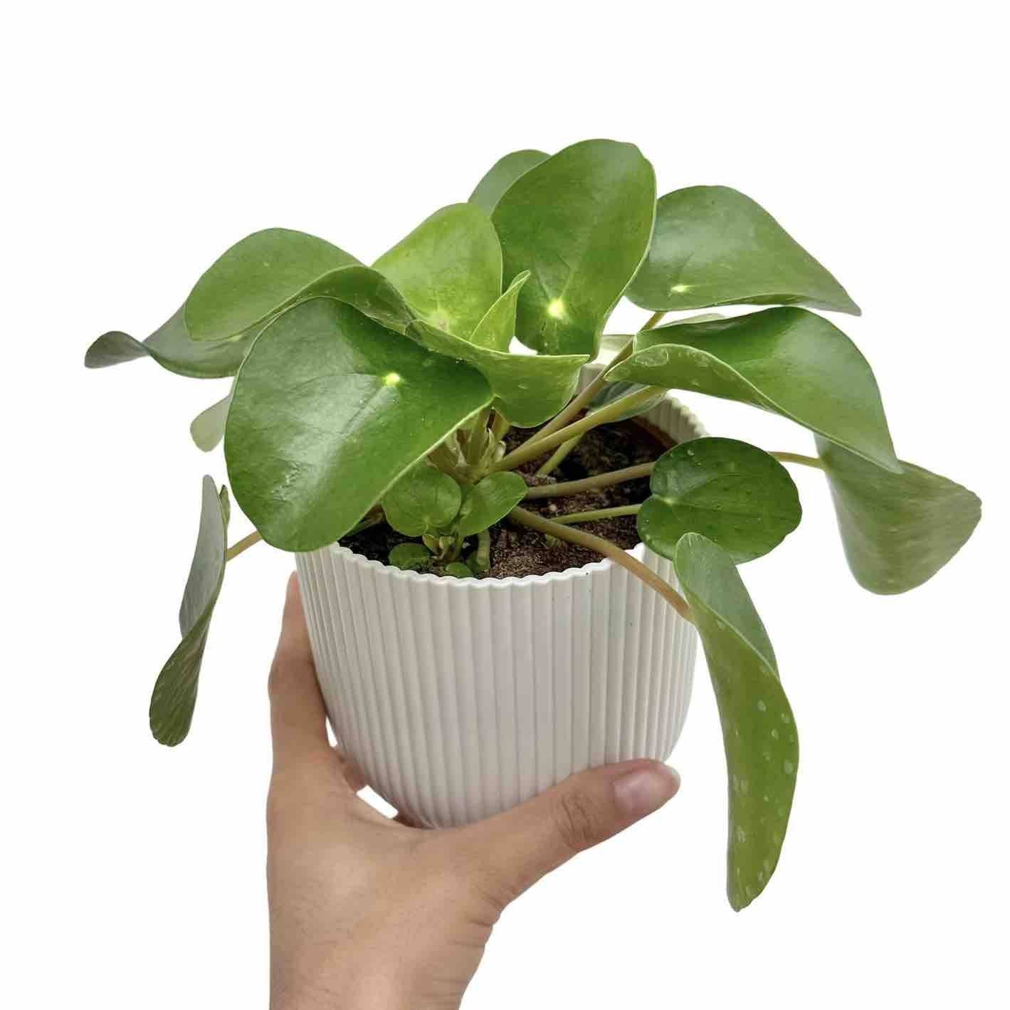 Pilea Peperomioides - Pot de 10cm - Plantes d'intérieur