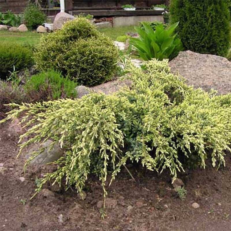 Promesse de Fleurs - Genévrier écailleux - Juniperus squamata Holger Pot de 2L/3L - Image 1
