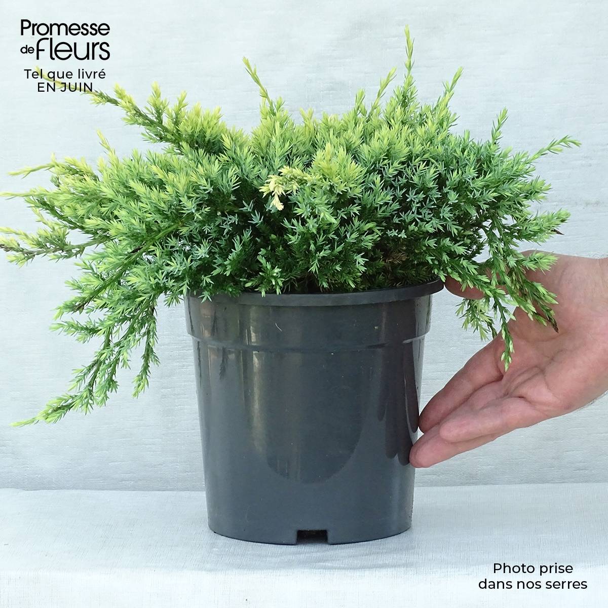 Promesse de Fleurs - Genévrier écailleux - Juniperus squamata Holger Pot de 2L/3L - Image 2