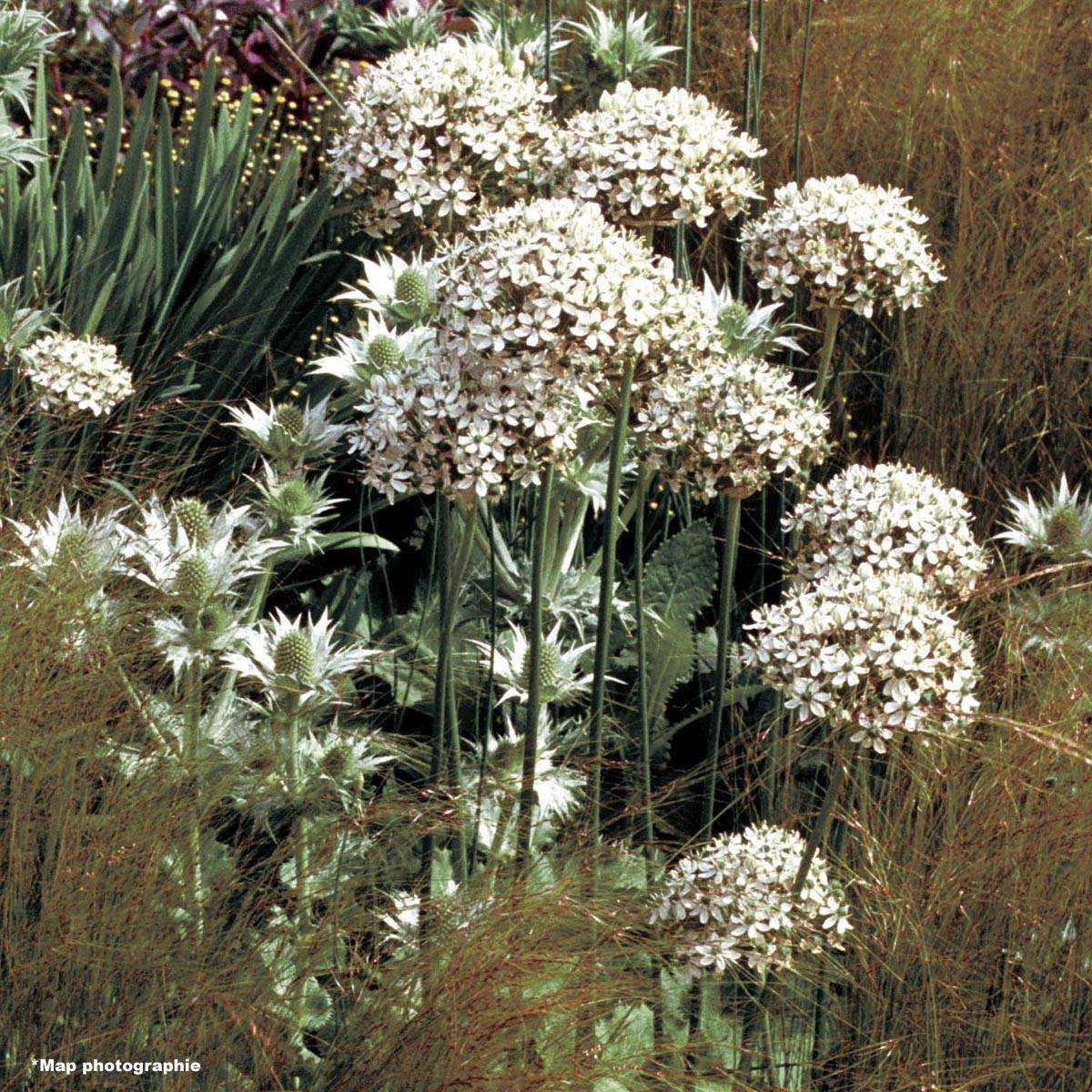 Ail d'ornement - Allium nigrum ou multibulbosum Bulbe calibre 10+ (par 10)