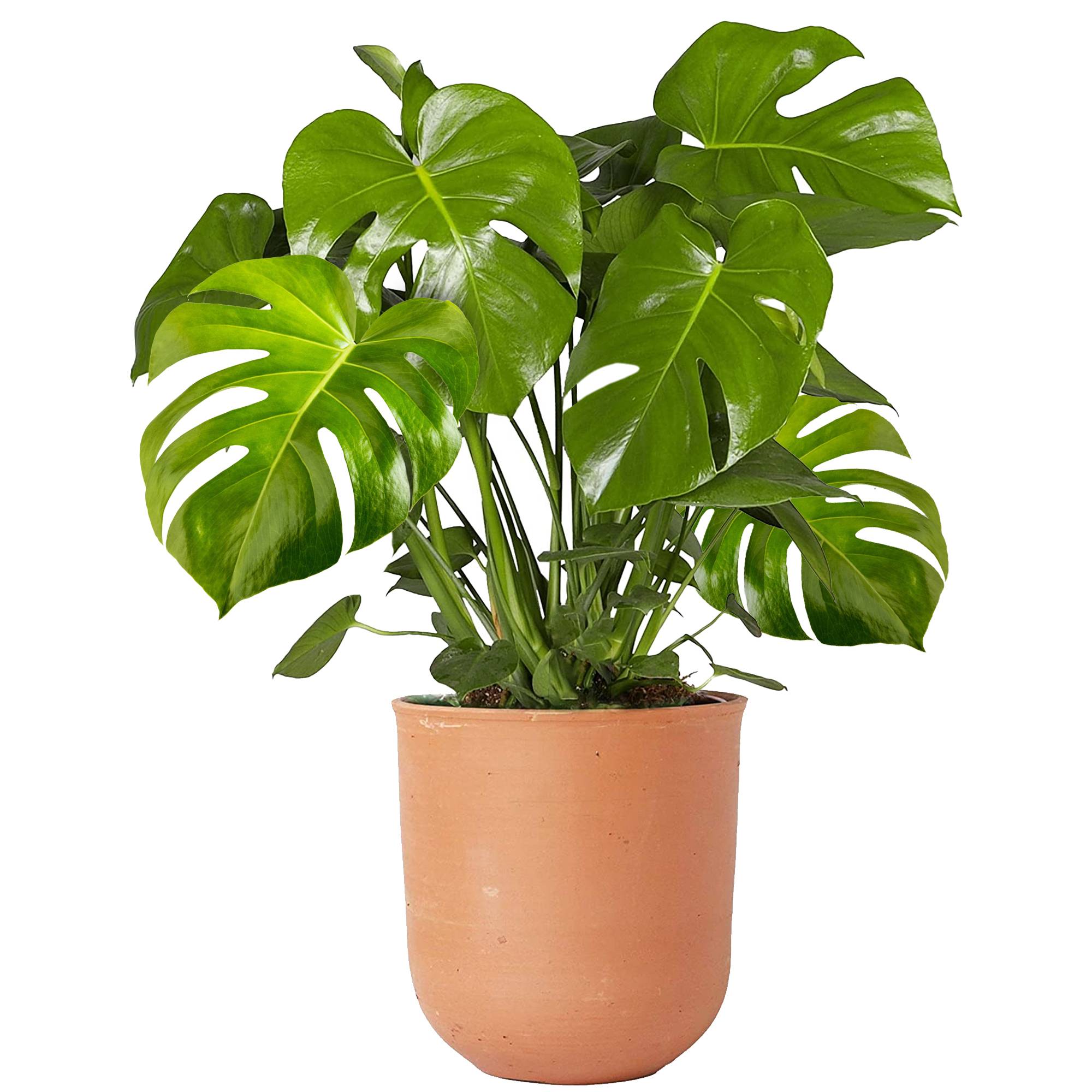 Gardenersdream - Plante D'Intérieur 40-50Cm En Pot | Monstera Deliciosa Faux Philodendron - GardenersDream - Imagen 1
