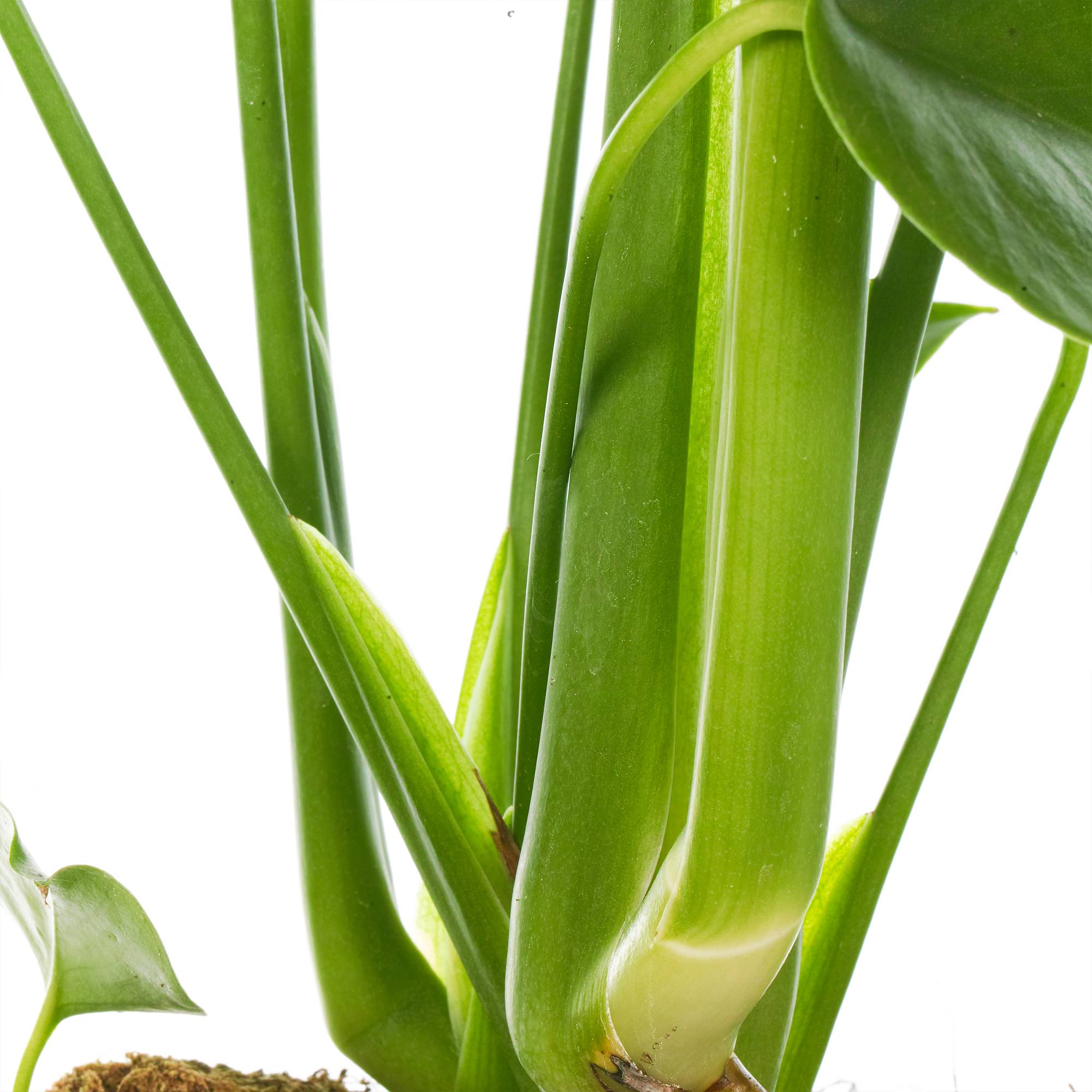 Gardenersdream - Plante D'Intérieur 40-50Cm En Pot | Monstera Deliciosa Faux Philodendron - GardenersDream - Imagen 3