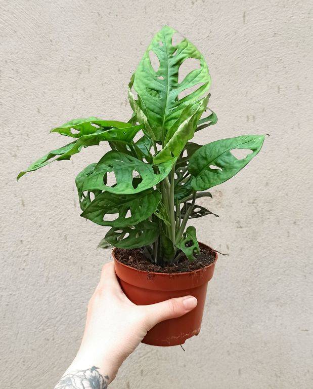 Monstera Adansonii - Monkey Leaf Medium D. 12cm H. 35cm - Plante d'intérieur - IndoorPoppies - Image 1