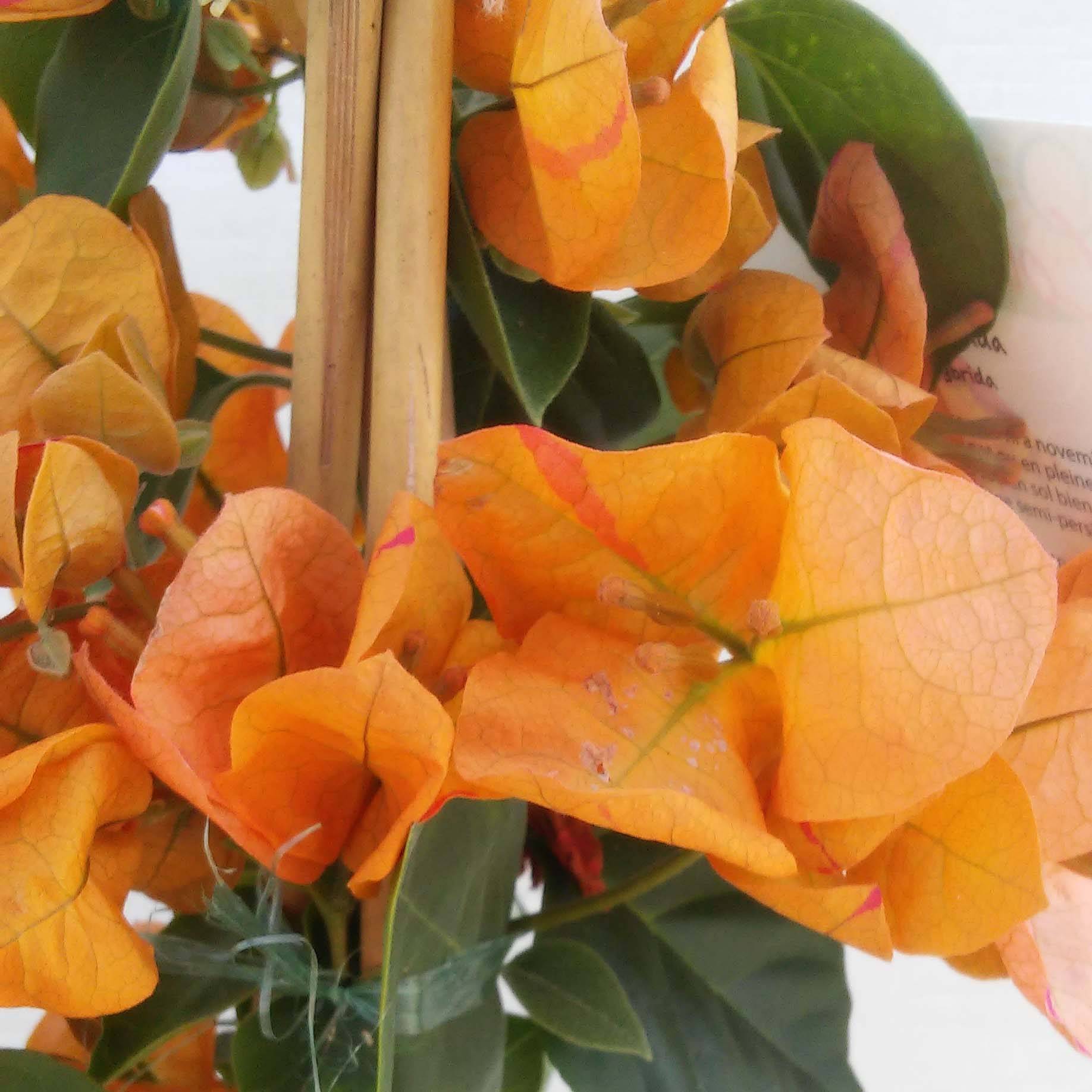 Promesse de Fleurs - Bougainvillier spectabilis Orange Pot de 2L/3L