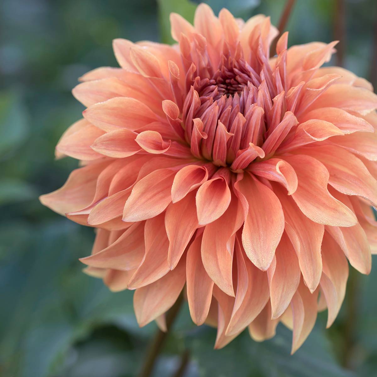 Dahlia géant Fairway Spur Bulbe calibre I