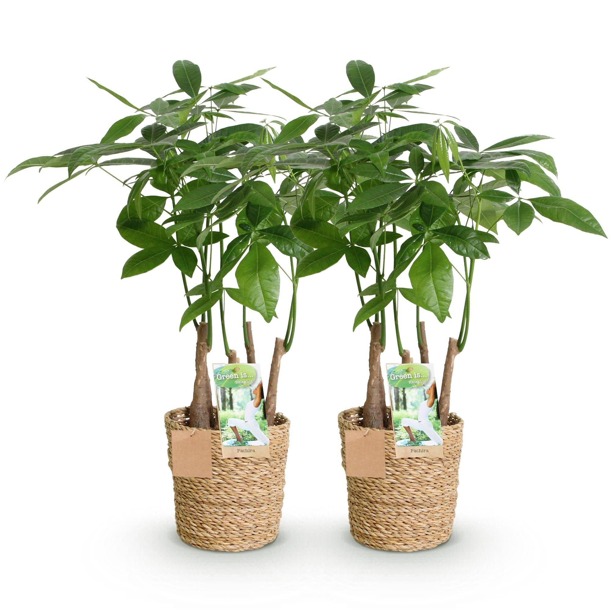 La Green Touch - Pachira Aquatica Multitronc - D17 H55cm - Image 3