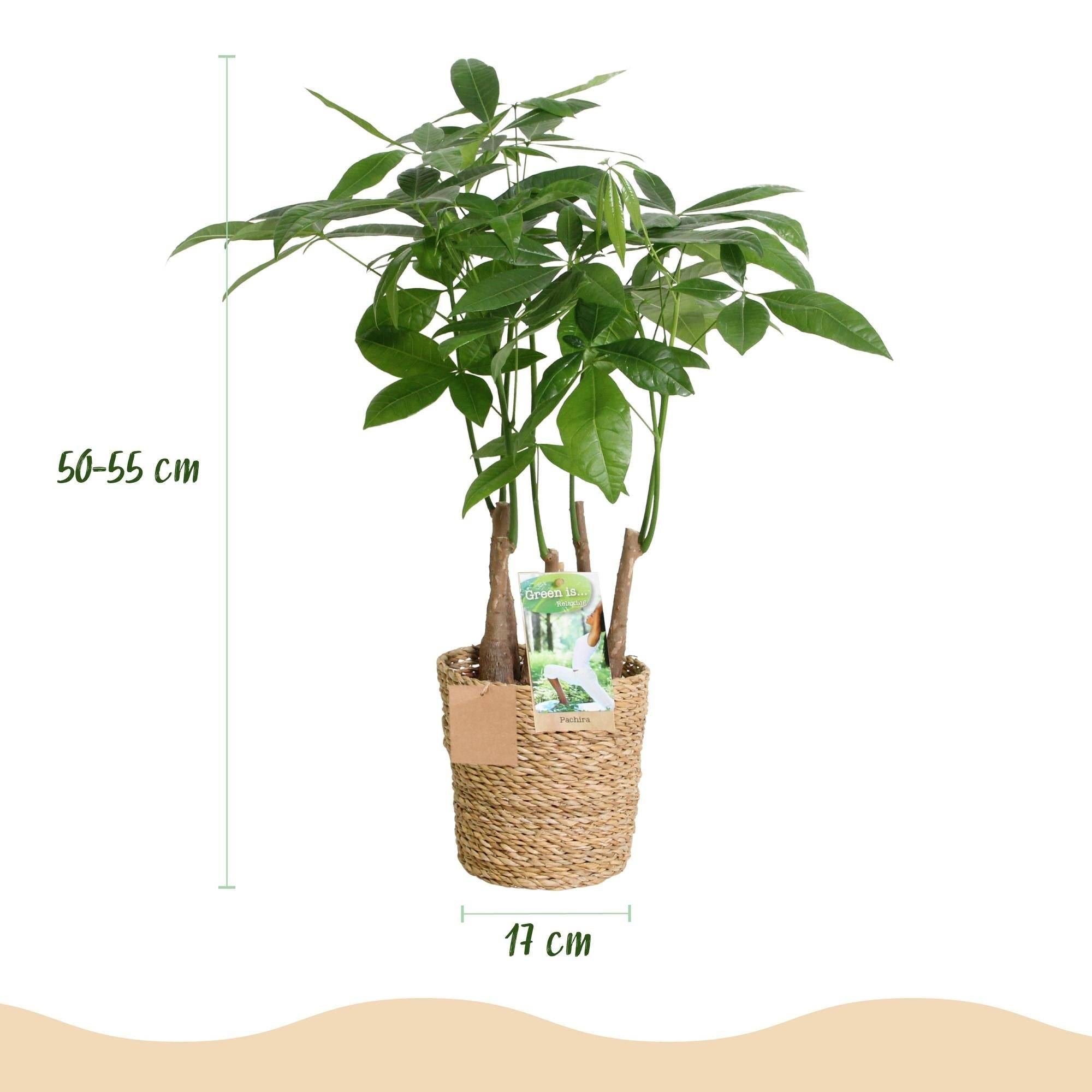 La Green Touch - Pachira Aquatica Multitronc - D17 H55cm - Image 4