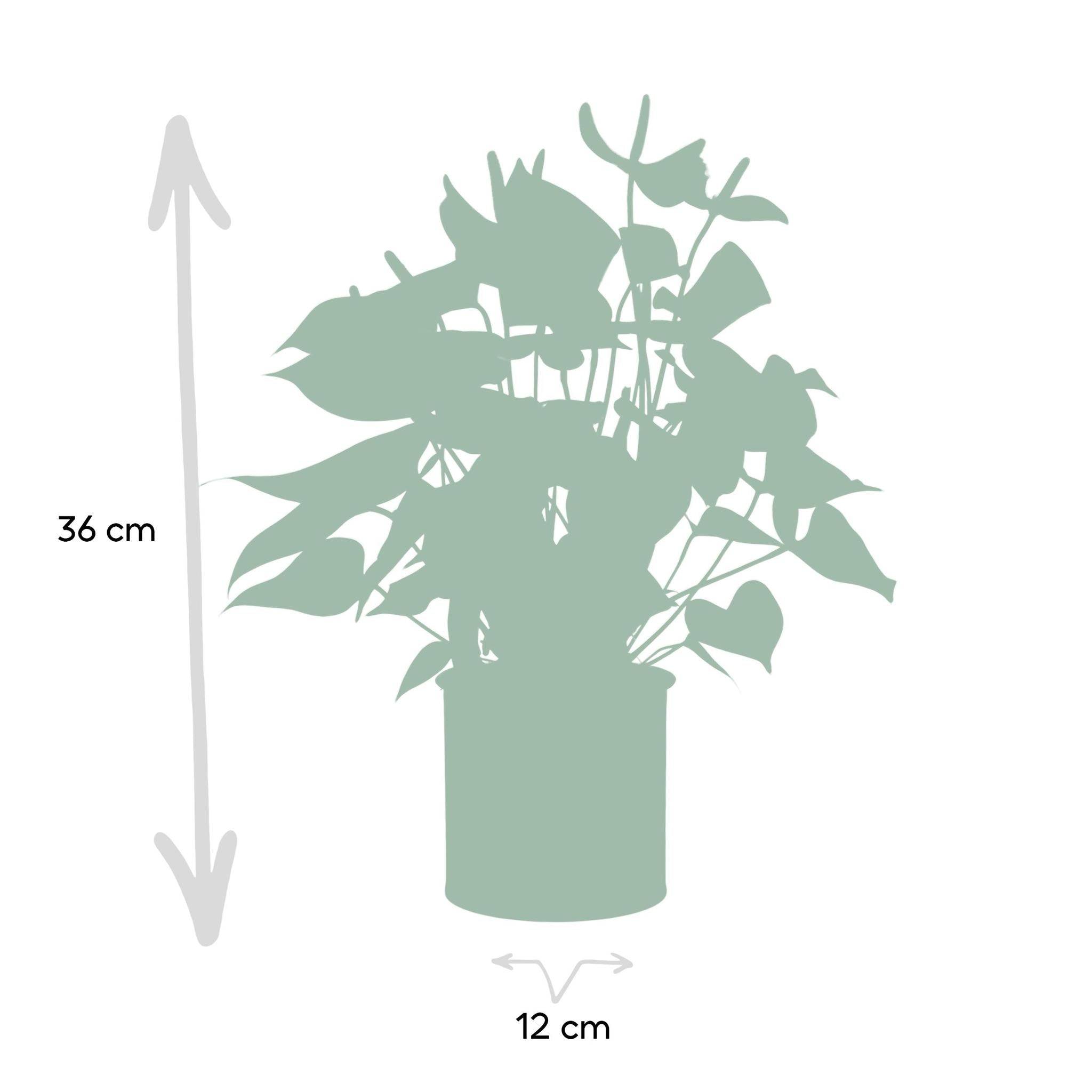 La Green Touch - Anthurium andreanum Namora et son pot- La Green Touch Vert - Hauteur 45cm - Imagen 4