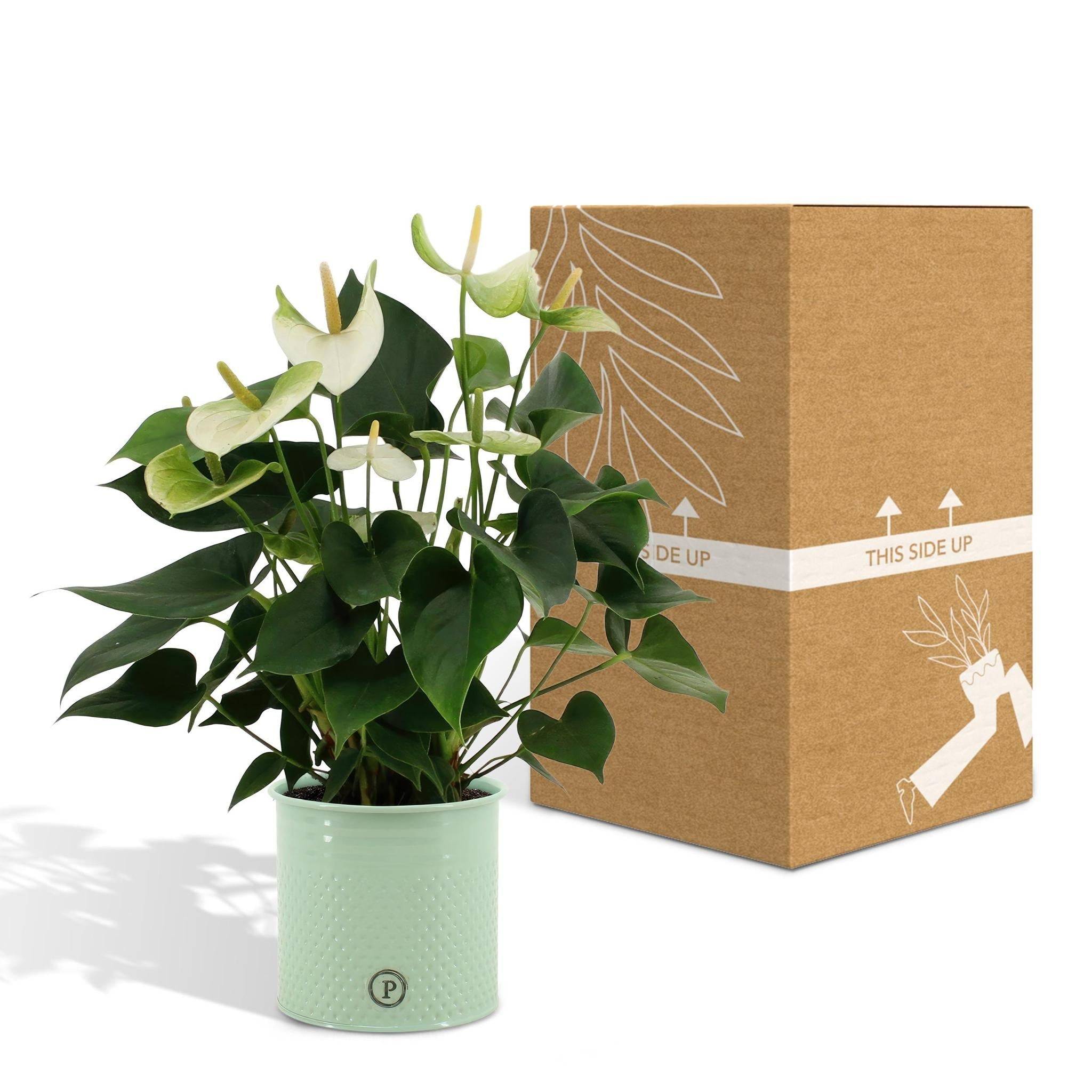 La Green Touch - Anthurium andreanum Namora et son pot- La Green Touch Vert - Hauteur 45cm - Imagen 5