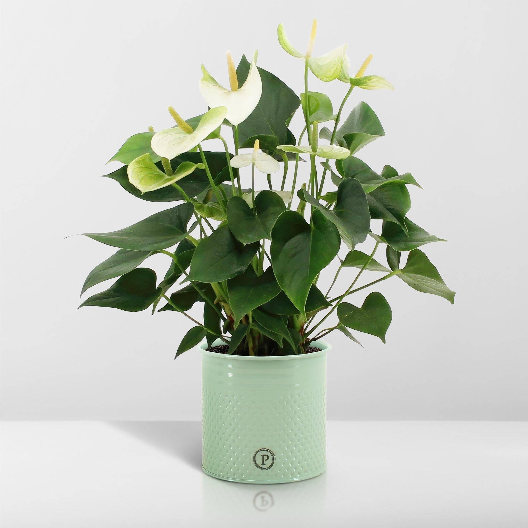 Anthurium andreanum Namora et son pot- La Green Touch Vert - Hauteur 45cm -  Jardiland