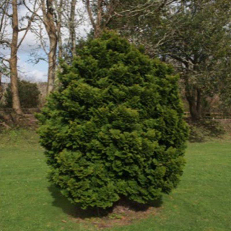 Faux cyprès du Japon 'Nana Gracilis' (Chamaecyparis obtusa 'Nana Gracilis') - Godet 9cm - Pépinières Naudet