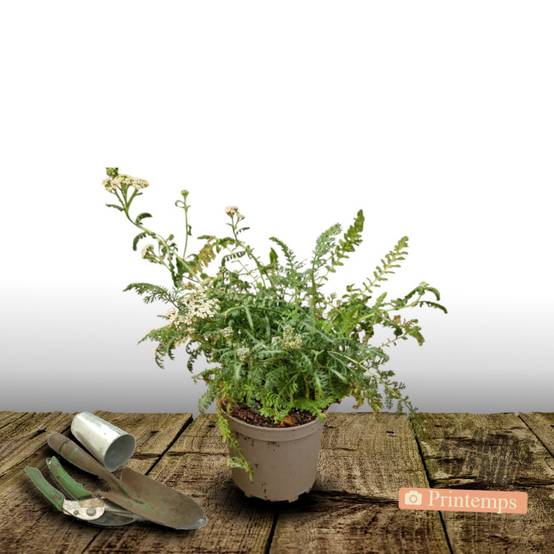 Achillée millefeuille Milly Rock™ Rose à fleurs Rose - feuillage Caduc - Pot de 3L - 20/40 cm- hauteur à maturité De 0,50 m à 1,00 m - Image 4