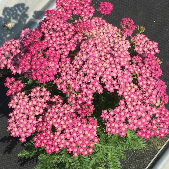 Achillée millefeuille Milly Rock™ Rose à fleurs Rose - feuillage Caduc - Pot de 3L - 20/40 cm- hauteur à maturité De 0,50 m à 1,00 m - Image 1