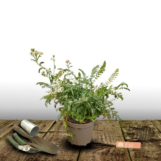 Achillée millefeuille Milly Rock™ Rose à fleurs Rose - feuillage Caduc - Pot de 3L - 20/40 cm- hauteur à maturité De 0,50 m à 1,00 m - Image 3