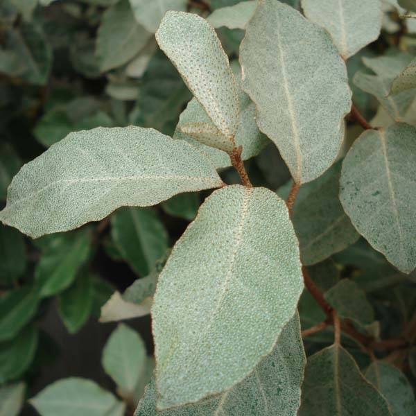 Promesse de Fleurs - Elaeagnus ebbingei - Chalef de Ebbing Pot de 4L/5L