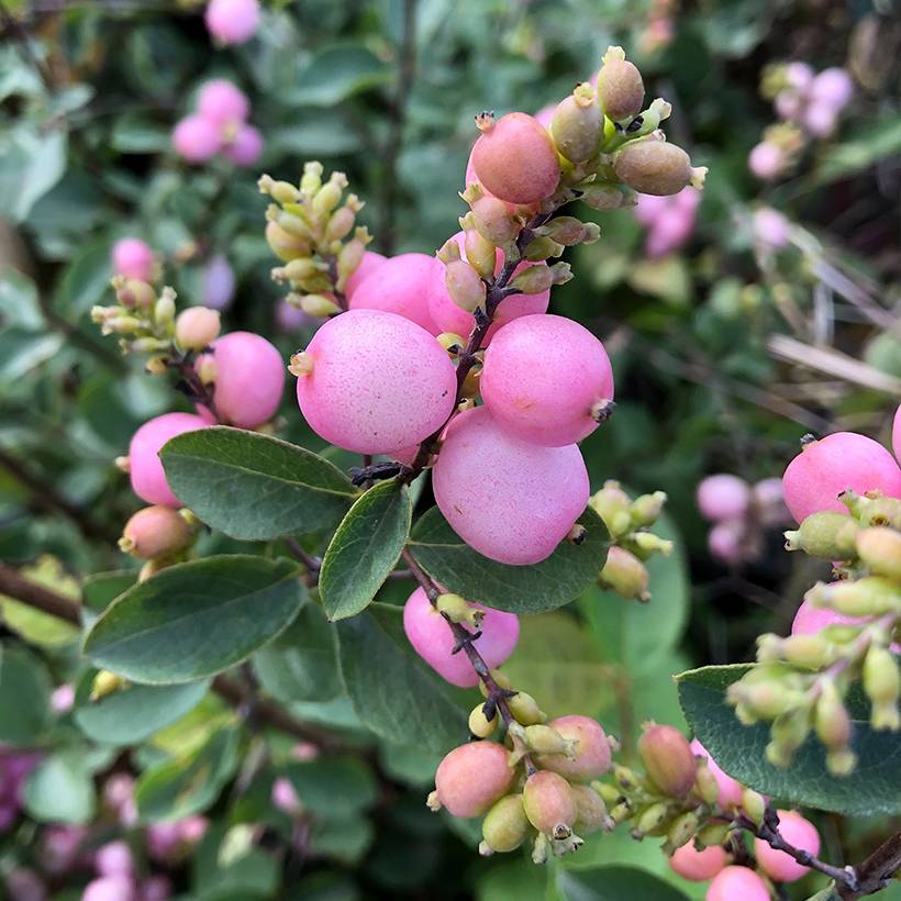 Promesse de Fleurs - Symphorine - Symphoricarpos doorenbosii Amethyst Pot de 2L/3L