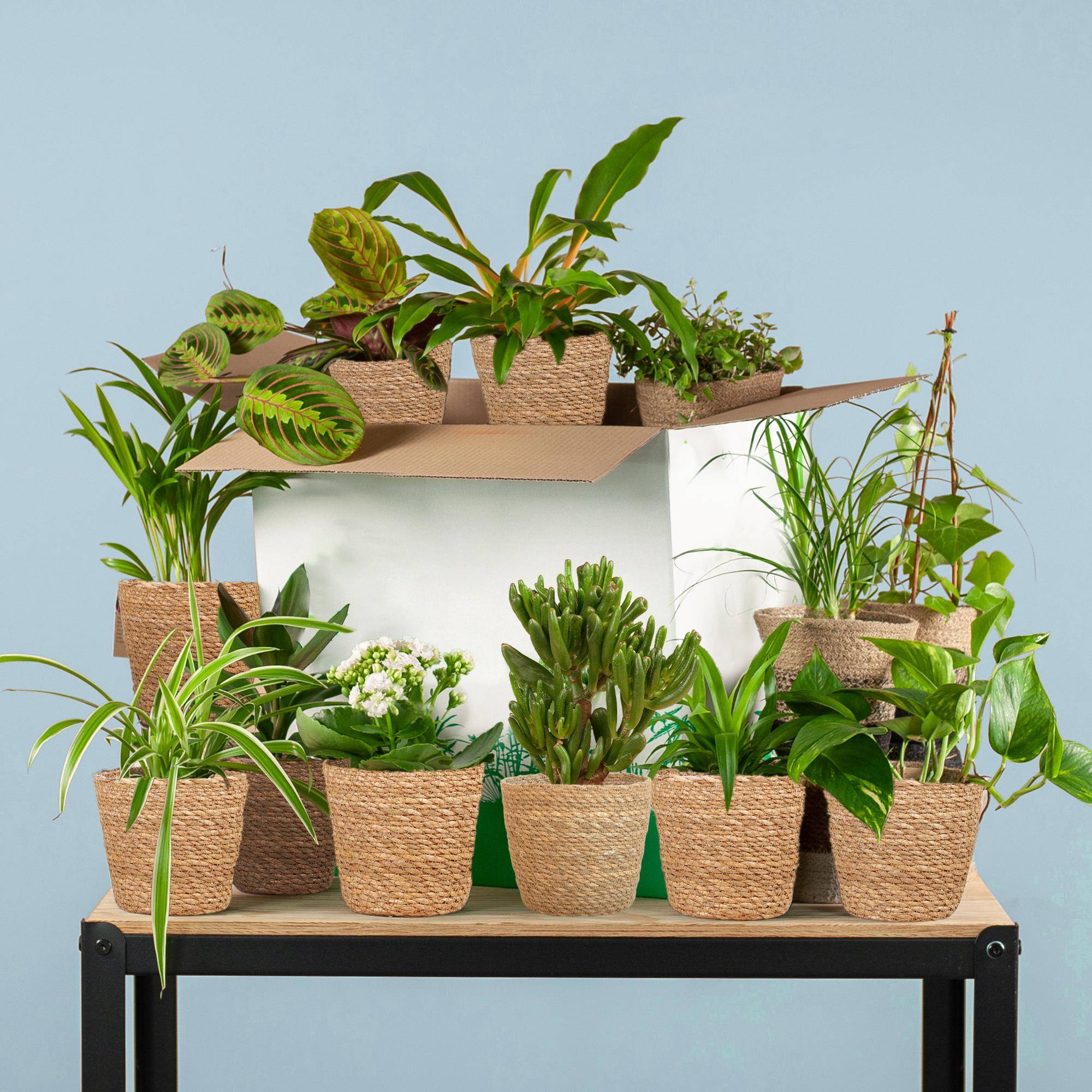 La Green Touch - Coffret - Image 7