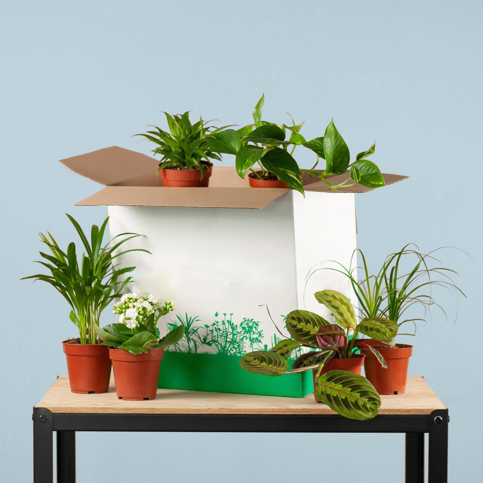 Coffret - Image 2