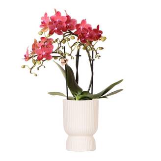 Orchidée Phalaenopsis Congo rouge et son pot- La Green Touch Diabolo - Hauteur 35cm