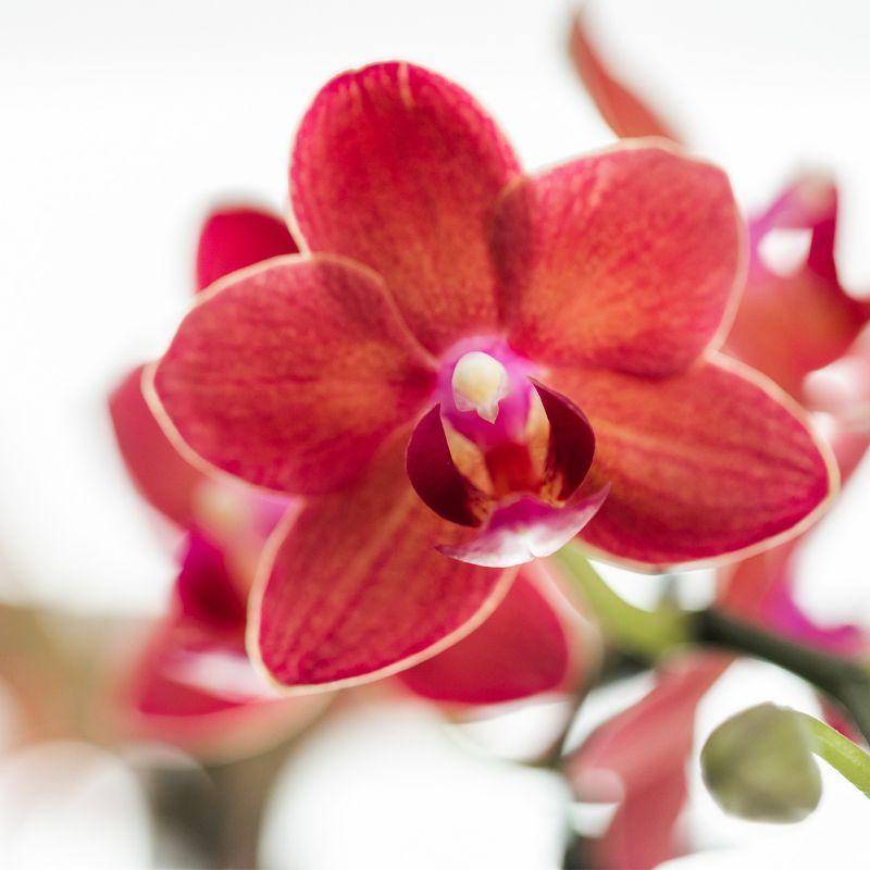 La Green Touch - Orchidée Phalaenopsis Congo rouge et son pot- La Green Touch Diabolo - Hauteur 35cm - Imagen 4