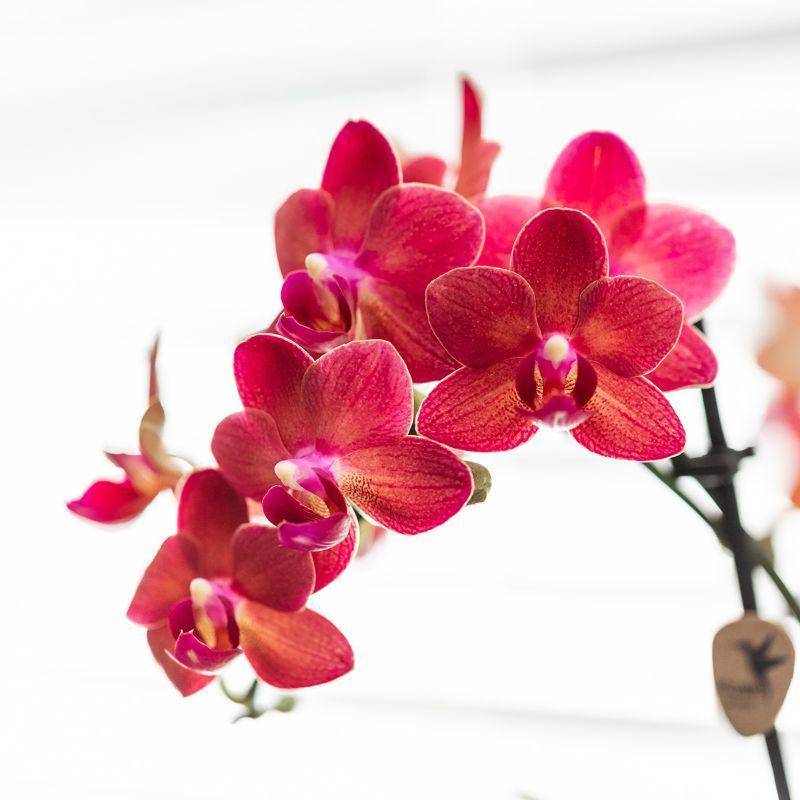 La Green Touch - Orchidée Phalaenopsis Congo rouge et son pot- La Green Touch Diabolo - Hauteur 35cm - Imagen 3