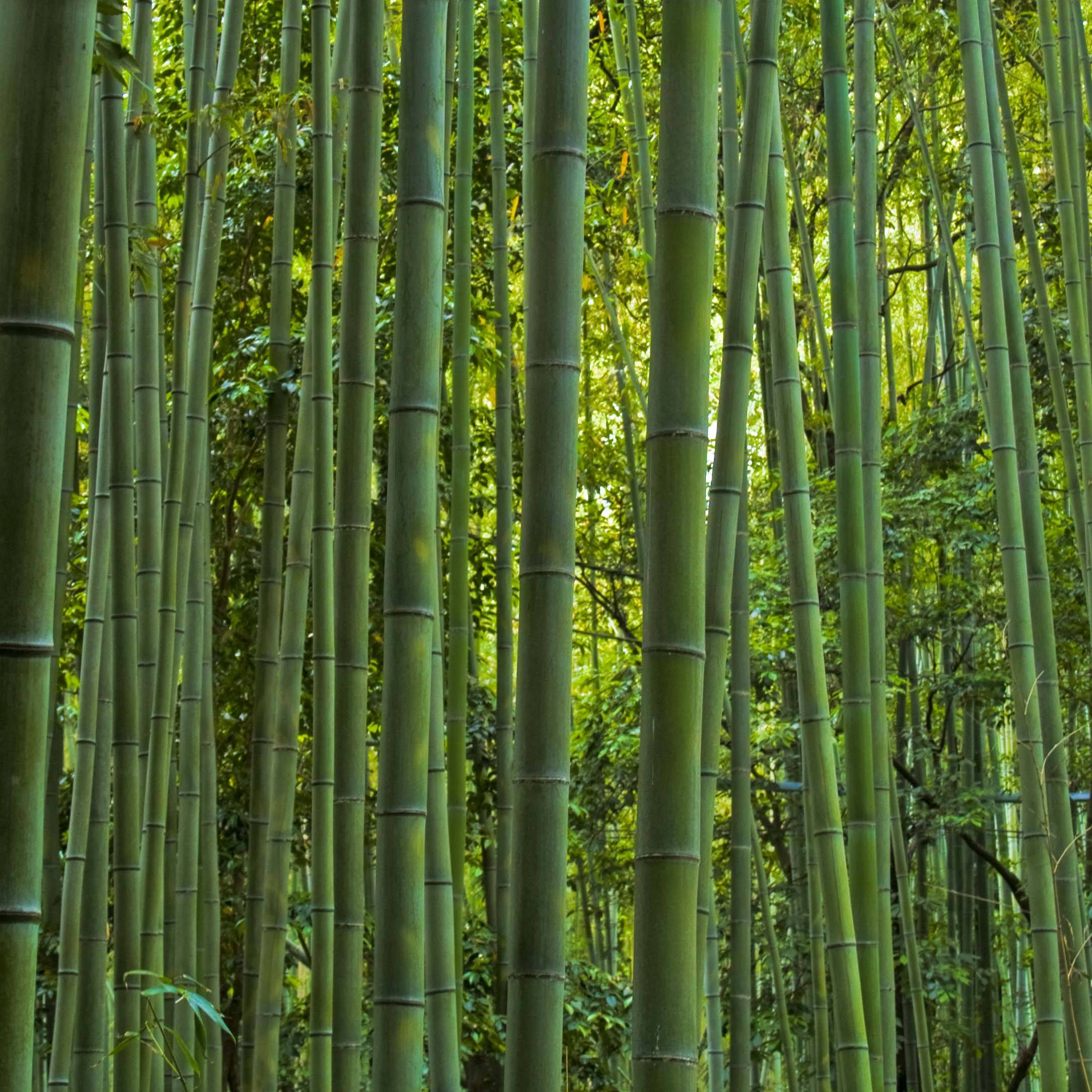 Promesse de Fleurs - Phyllostachys vivax MacClure (type) - Bambou géant Pot de 4L/5L