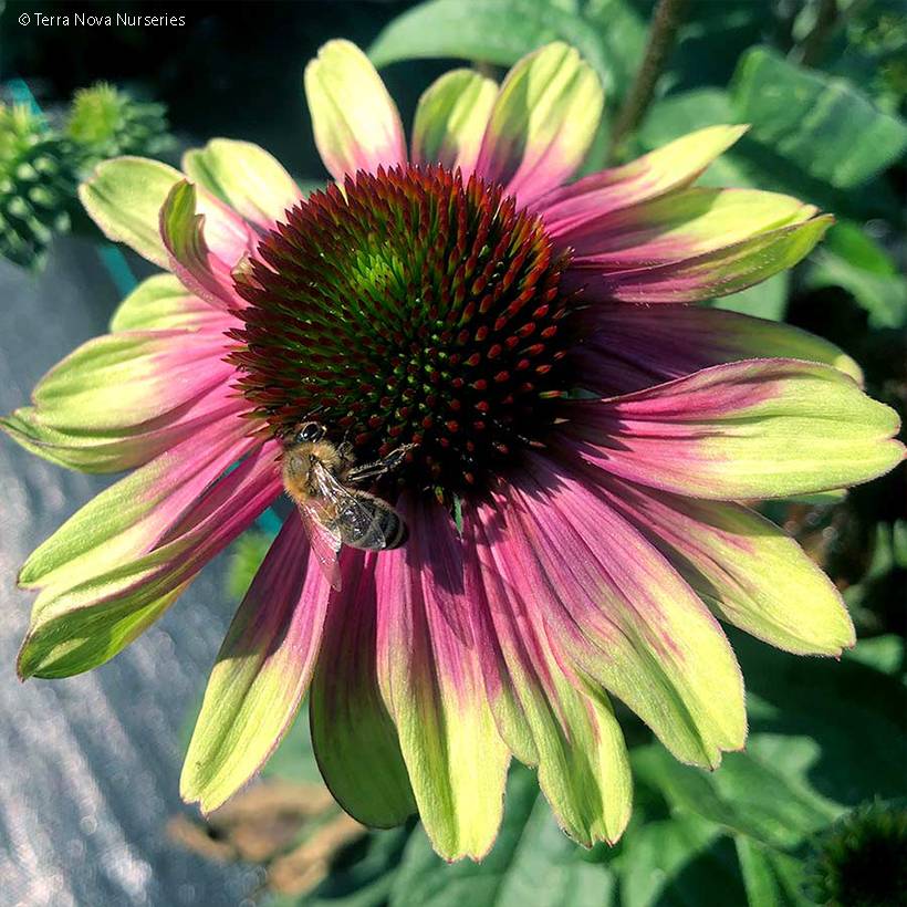 Echinacea Sweet Sandia - Echinacée Godet de 8/9 cm