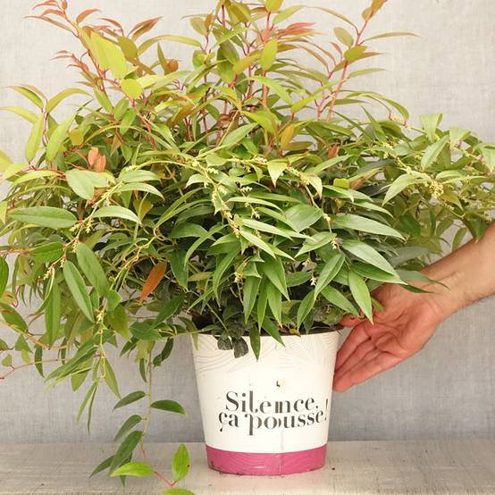 Promesse de Fleurs - Leucothoe walteri Royal Ruby Pot de 2L/3L - Image 2