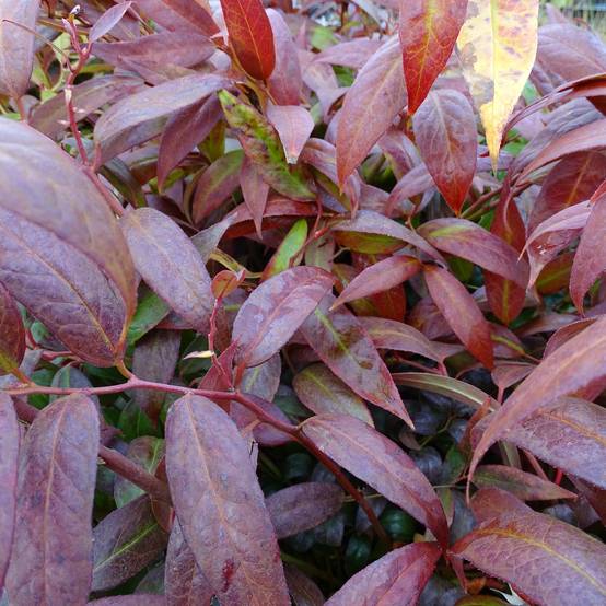 Promesse de Fleurs - Leucothoe walteri Royal Ruby Pot de 2L/3L - Image 1