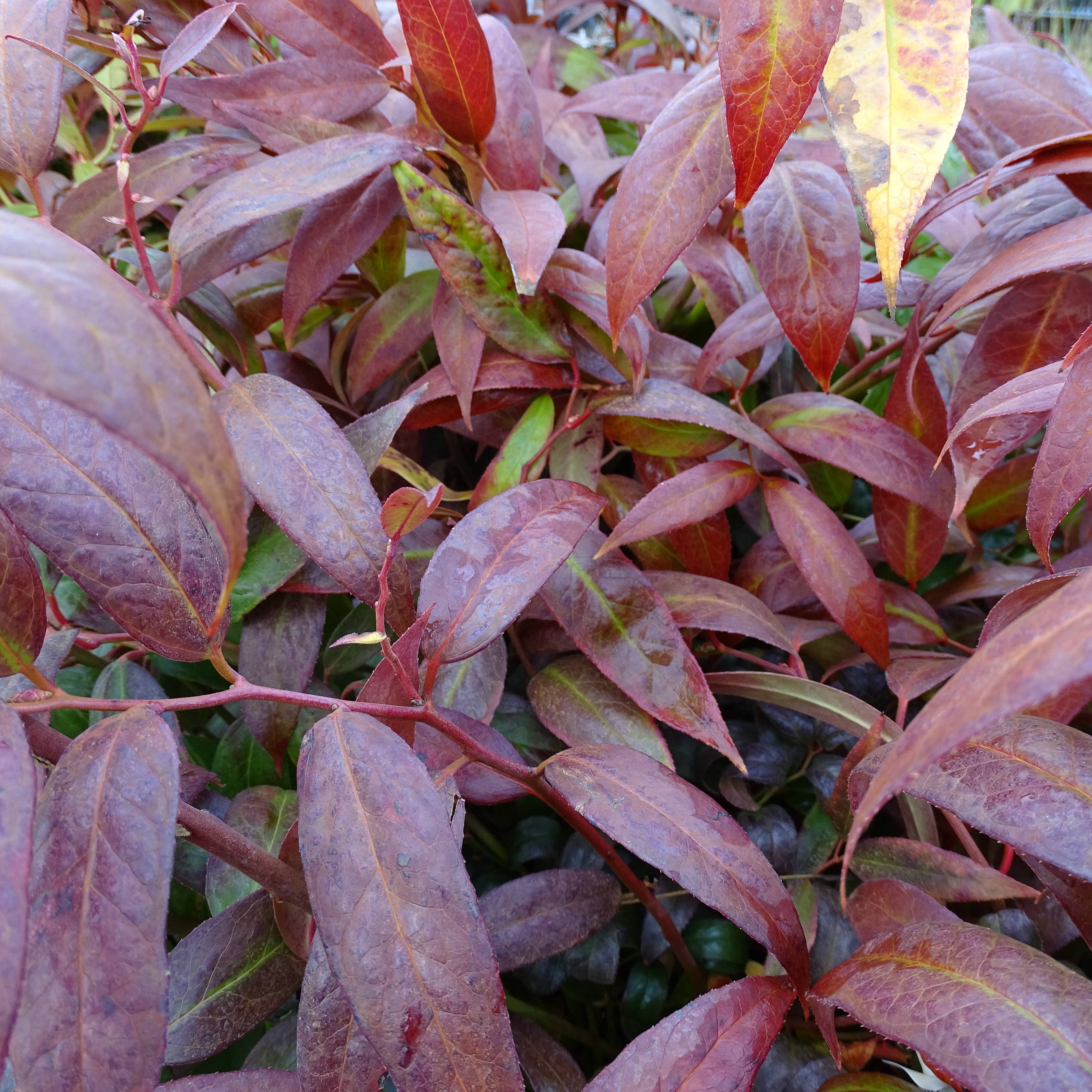 Promesse de Fleurs - Leucothoe walteri Royal Ruby Pot de 2L/3L