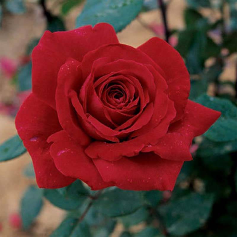 Promesse de Fleurs - Rosier à grandes fleurs Botero Pot de 4L/5L