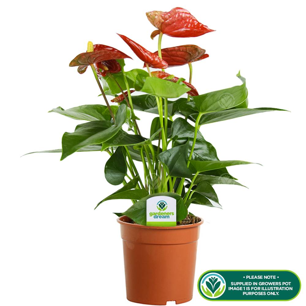 Gardenersdream - Anthurium Rouge Langue De Feu Plante D’Intérieur Colorée À Fleurs | En Pot 13 Cm - GardenersDream - Imagen 2