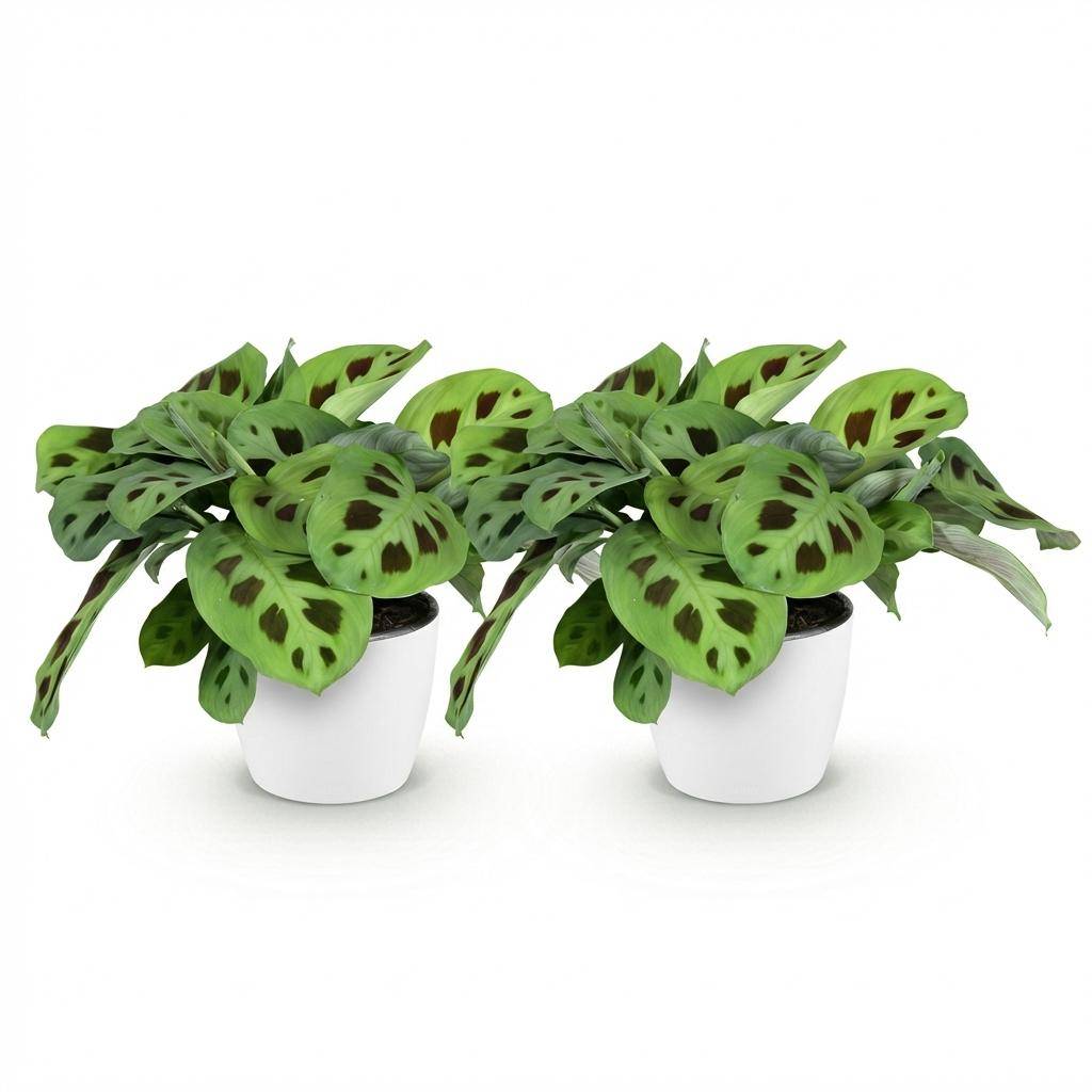 Maranta Fascinator Kerchoveana - H35cm - Image 4
