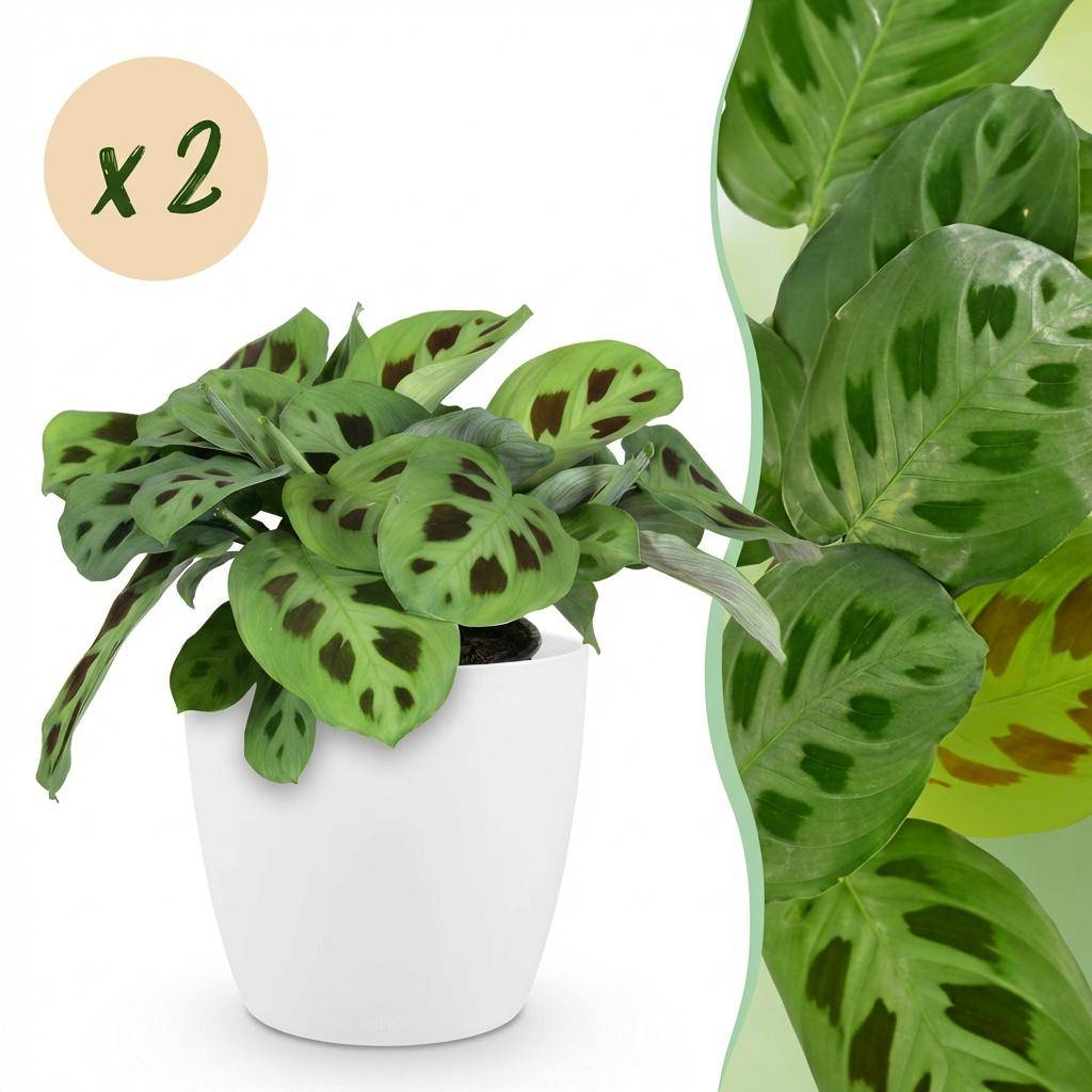 Maranta Fascinator Kerchoveana - H35cm - Image 2