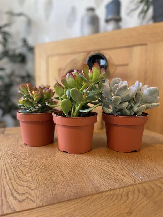 Trio de Succulentes Variées- La Green Touch - Image 2