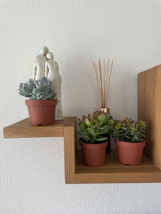 Trio de Succulentes Variées- La Green Touch - Image 3
