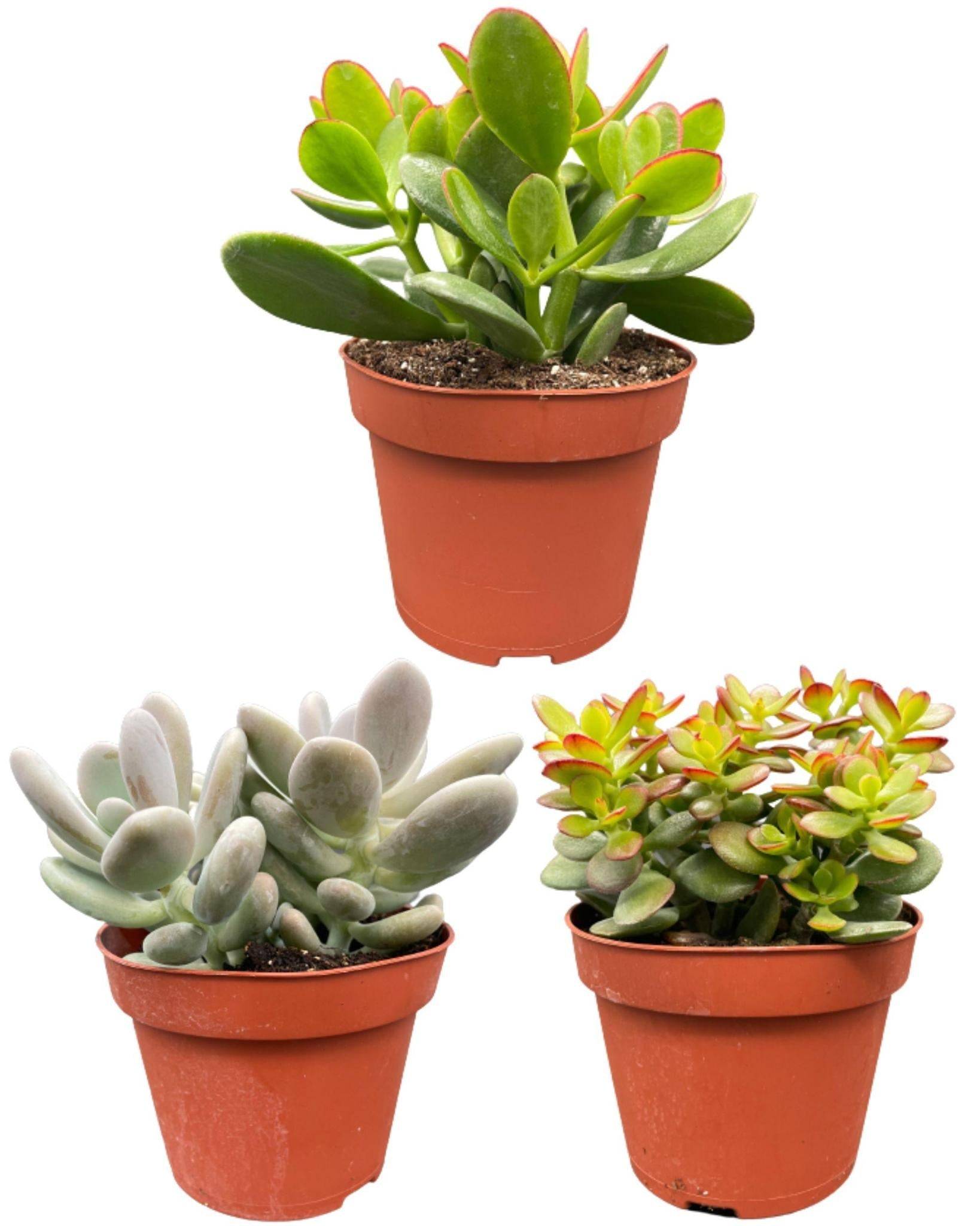 Trio de Succulentes Variées- La Green Touch