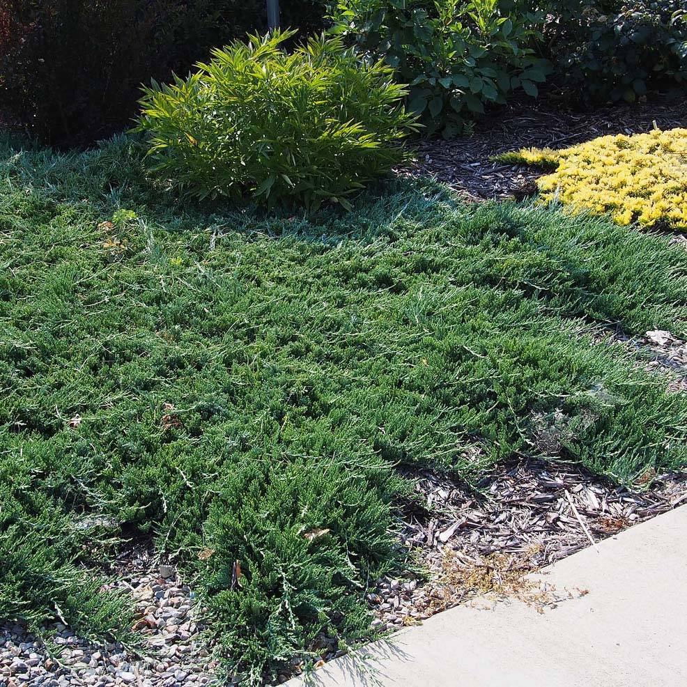 Promesse de Fleurs - Genévrier rampant - Juniperus horizontalis Wiltonii Pot de 7,5L/10L - Image 1