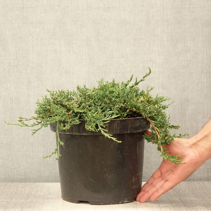 Promesse de Fleurs - Genévrier rampant - Juniperus horizontalis Wiltonii Pot de 7,5L/10L - Image 2