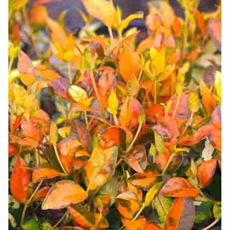 Jasmin étoilé Summer Sunset à fleurs Jaune - feuillage Persistant - Godet - 5/20 cm- hauteur à maturité De 1,00 m à 1,50 m - Image 8