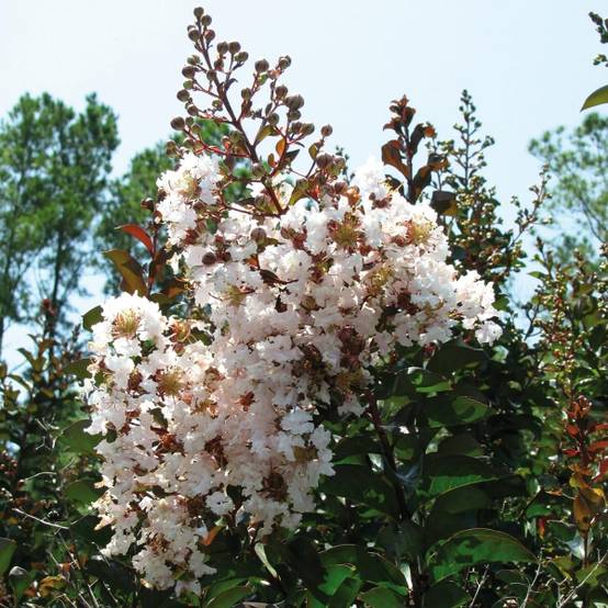 Lagerstroemia indica Kimono - Lilas des Indes blanc Pot de 3L/4L - Image 1