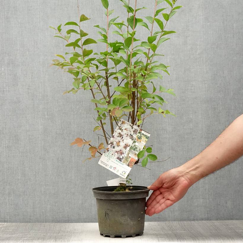 Lagerstroemia indica Kimono - Lilas des Indes blanc Pot de 3L/4L - Image 2