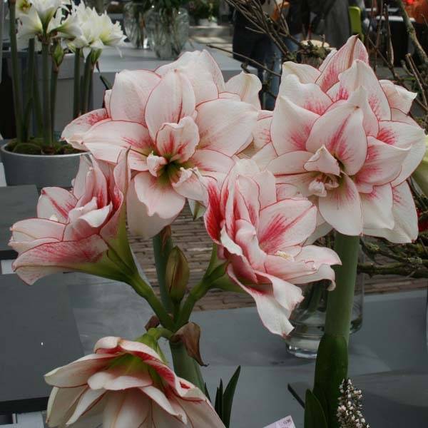 Promesse de Fleurs - Amaryllis double Elvas Bulbe calibre 26/28 - Image 2