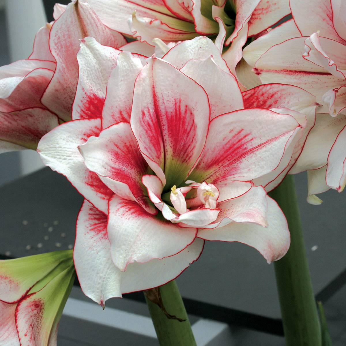 Promesse de Fleurs - Amaryllis double Elvas Bulbe calibre 26/28