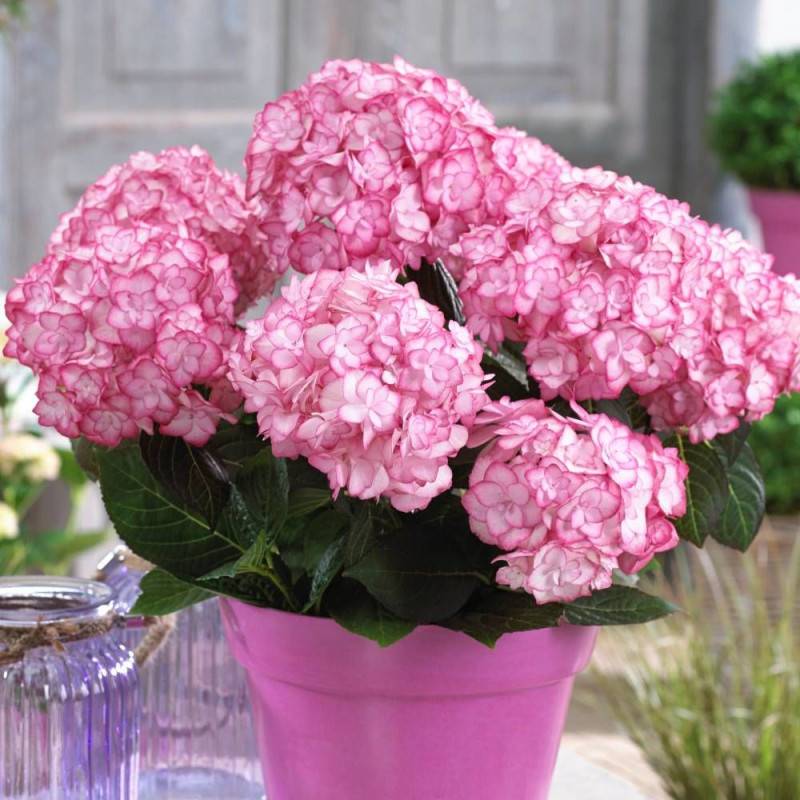 Hortensia YOU&ME® Miss Saori 'H2002', Hydrangea macrophylla à fleurs Rose - feuillage Caduc - Pot de 4L - 40/60 cm- hauteur à maturité De 1,00 m à 1, - Image 1